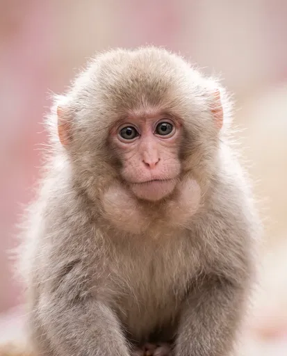 Fluffy Baby Snow Monkey Portrait