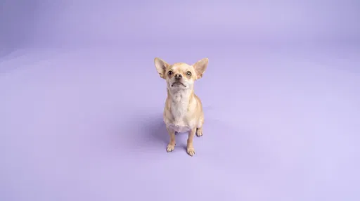 Fawn Chihuahua Sitting on Lavender Backdrop