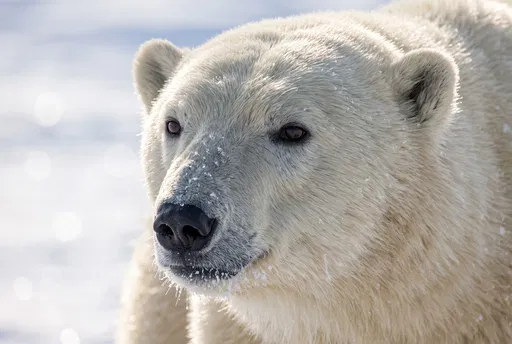 Close-Up Portrait of a Polar Bear