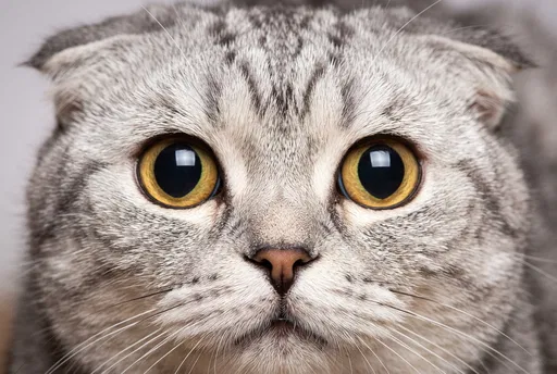 Close-Up Portrait of Startled Scottish Fold Cat
