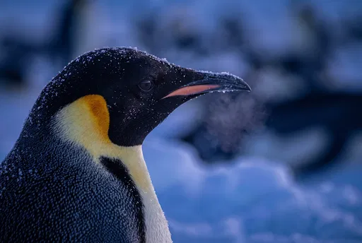 Emperor Penguin Profile in Antarctic Twilight