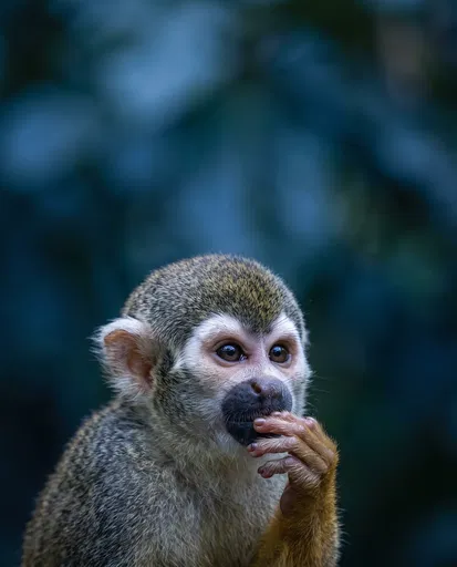 Pensive Squirrel Monkey Portrait with Copy Space