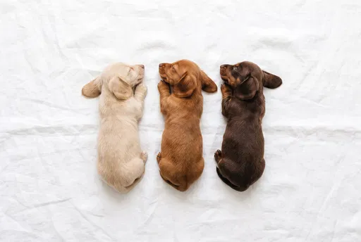 Three Sleeping Dachshund Puppies on White Linen