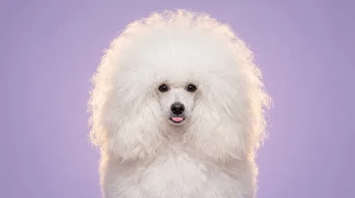 Fluffy White Poodle Portrait on Lavender