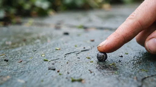 Finger Touching Curled Pillbug on Wet Stone