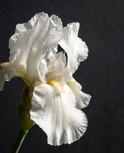 White Bearded Iris Studio Study