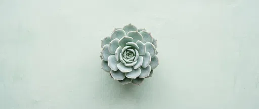Centered Mint Green Succulent Overhead View