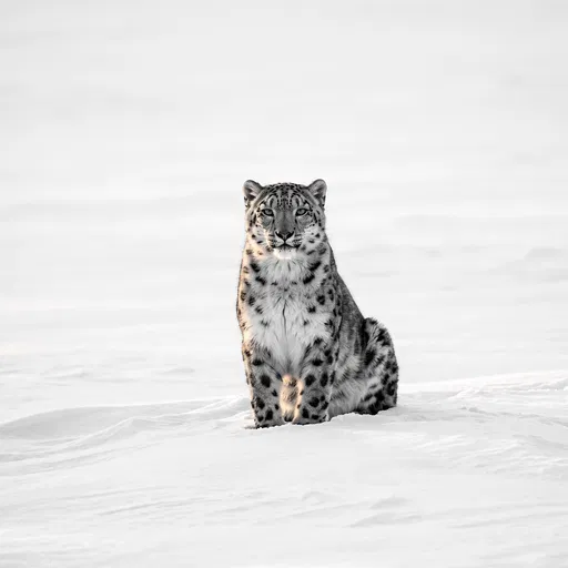 Snow Leopard Seated in White Snow