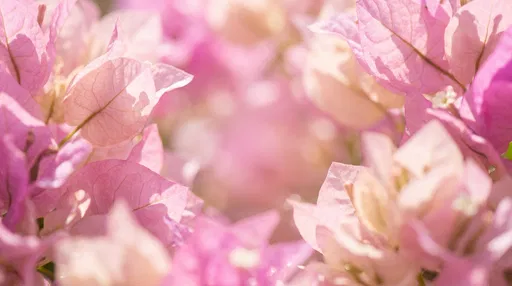 Sunlit Light Pink Bougainvillea Floral Background
