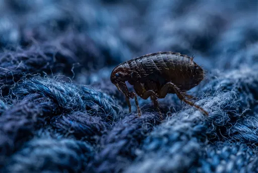 Macro Shot of Flea on Blue Fabric