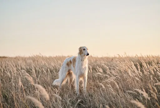 White and Gold Borzoi in Meadow