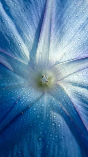 Macro Close-Up of Blue Morning Glory