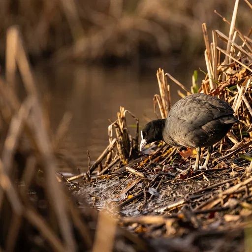 American Coot Foraging on Muddy Riverbank