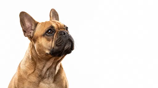 Fawn French Bulldog Looking Up on White