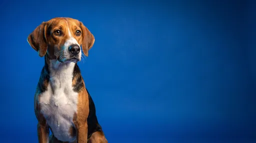 Studio Portrait of American Foxhound