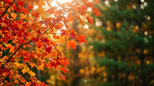 Sunlit Red Maple Leaves in Autumn