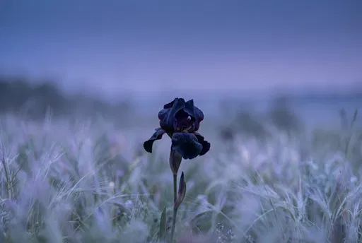 Black Bearded Iris in Twilight Meadow