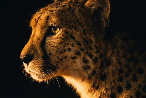 Close-Up Profile of Cheetah at Night