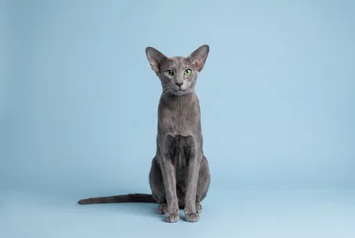 Gray Oriental Shorthair Cat Studio Portrait