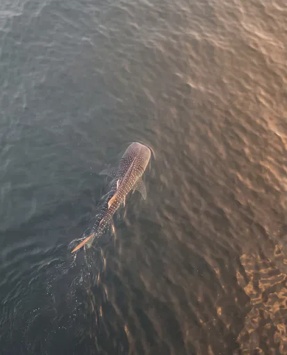 Aerial View of Whale Shark at Sunset