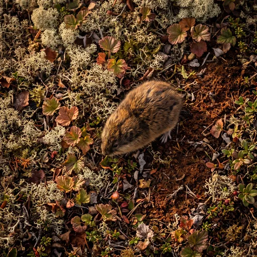 Overhead View of Brown Lemming on Tundra