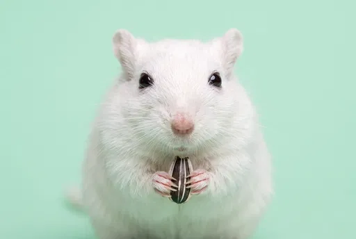 White Gerbil Holding Striped Sunflower Seed