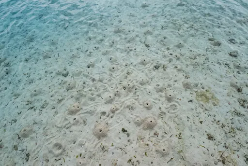 Shallow Lagoon Seabed With Shrimp Burrows