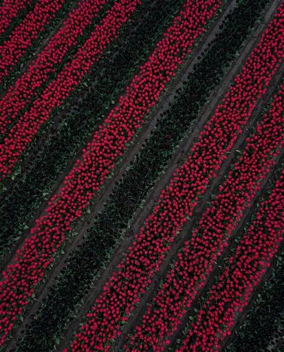 Aerial Rows of Red and Black Tulips