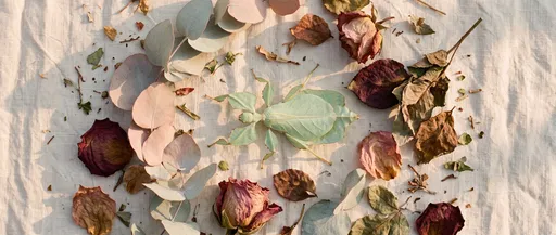 Leaf Insect Camouflaged Among Dried Botanicals