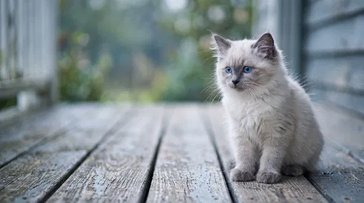 Fluffy Ragdoll Kitten on Wooden Porch