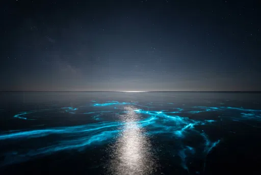 Bioluminescent Ocean Under Starry Night Sky