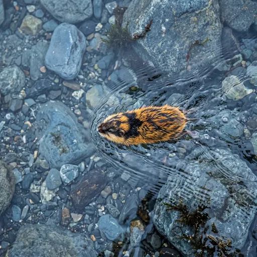 Norwegian Lemming Swimming in Clear Stream