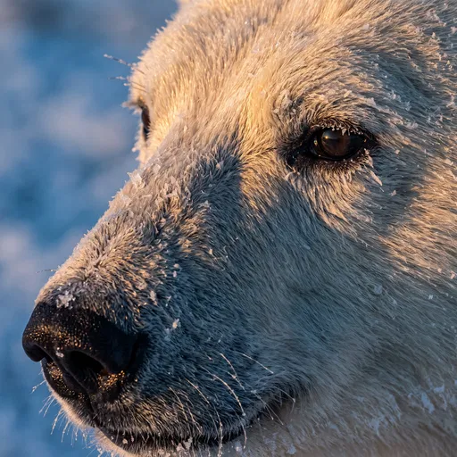 Close-Up of Frosty Polar Bear Face