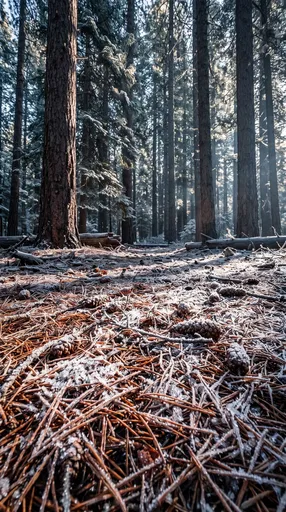 Frosty Pine Forest Floor in Morning Light