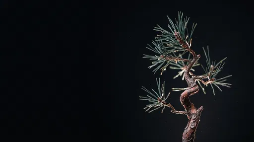 Sculptural Pine Sprig on Black Background