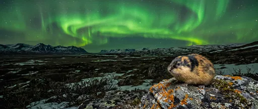 Norway Lemming Under Green Aurora Borealis