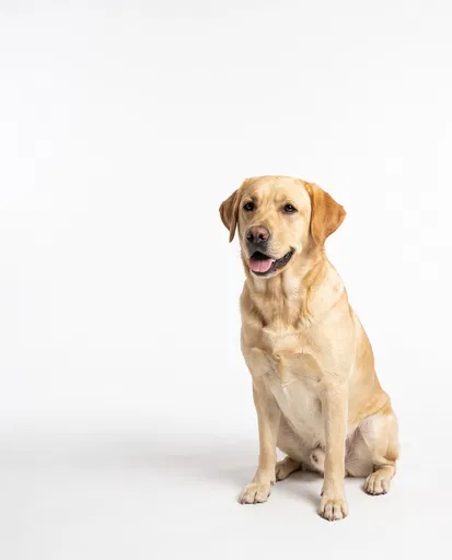 Yellow Labrador Sitting on White Background