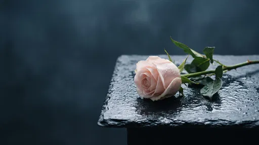 Pale Pink Rose on Wet Slate