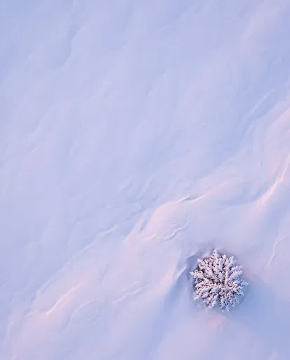 Aerial View of Lone Snowy Tree