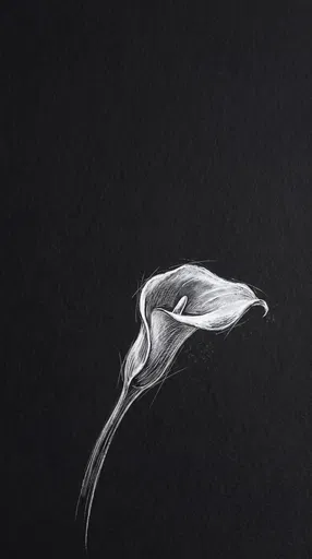 White Charcoal Calla Lily Sketch on Black