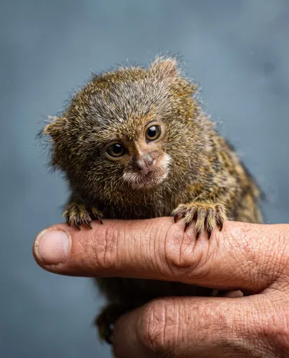 Tiny Pygmy Marmoset on Human Finger