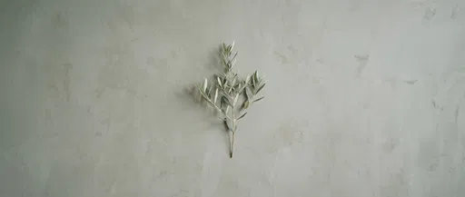 Minimal Olive Branch on Plaster Background