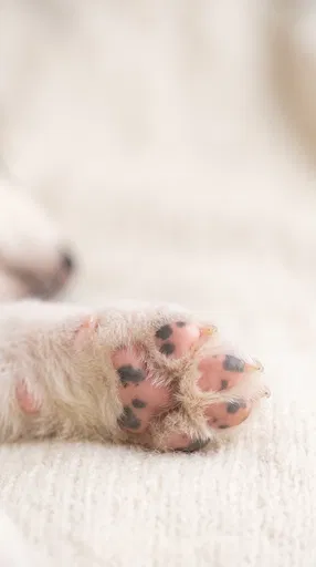 Close-Up of Sleeping Puppy Paw