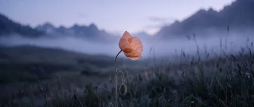Peach Poppy in Misty Alpine Twilight