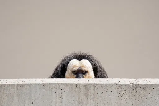 White-Faced Saki Monkey Peeking Over Wall