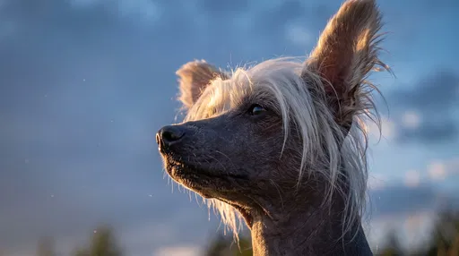 Chinese Crested Dog Profile at Twilight