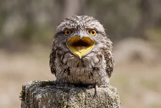 Tawny Frogmouth Bird With Open Mouth