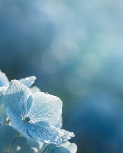 Dewy Blue Hydrangea Macro with Bokeh