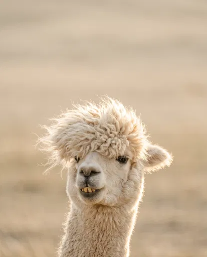 Fluffy Alpaca Smiling in Golden Light