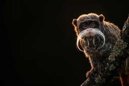 Emperor Tamarin Portrait on Black Background